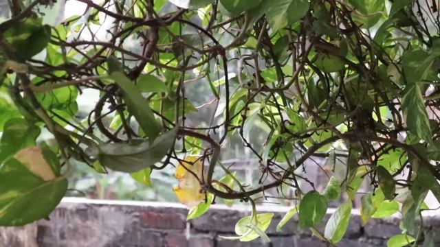 Canon M200 Sample Video Test 1080p смотреть онлайн