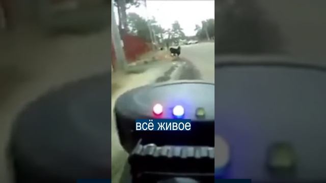 Отпугиватель собак: велосипедист стал королем дорог смотреть онлайн