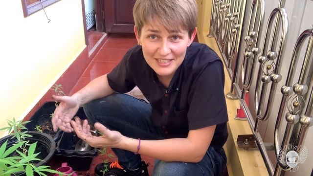 Нифига не гровер. Выращиваем приправы для куриного супа на балоне