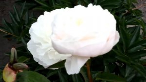 Lactiflora Omeo Snow | R2 Flowers BV | Peonies