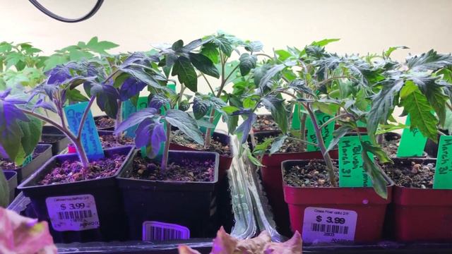Grow Room And Greenhouse Tour: April 2020