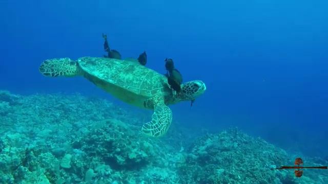 Музика,Водний світ,#медитація #Найкраща релаксація. смотреть онлайн