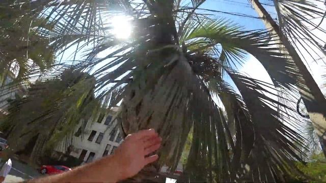 АДЛЕР. МОРЕ В СЕНТЯБРЕ ☼ ПАЛЬМА БУТИЯ .. смотреть онлайн