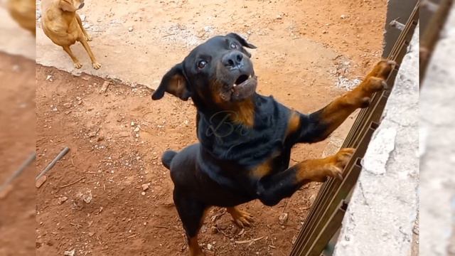 Rottweiler Barking Sound I [REAL] смотреть онлайн
