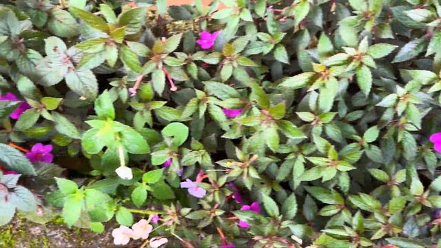 ഈ ചെടി സ്വന്തമാക്കാൻ പറ്റുന്ന ഒരു അവസരവും കളയരുത് അത്രക്ക് കിടിലം ചെടി ആണ് ❤️ Achimenes Plant Sale смотреть онлайн