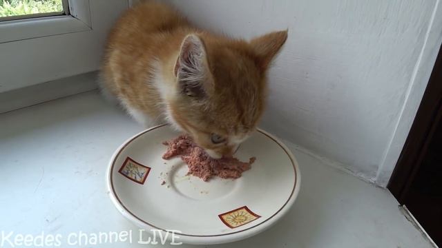 СПАСЕНИЕ РЫЖЕГО КОТЕНКА С МУСОРКИ смотреть онлайн