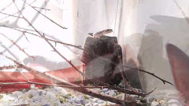 Амурский полоз смотреть онлайн