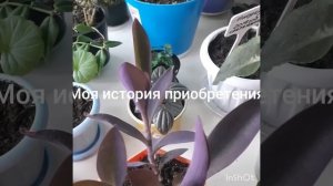 #сеткреазия #уход #красота #цветочки  Сеткреазия пурпурная.