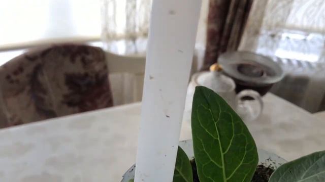 182. #5. Мандрагоры Подросли. 5 Месяцев С Момента Посадки! Mandragora