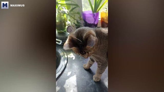 ПОДБОРКА ПРИКОЛОВ СМЕШНЫХ ВИДЕО # 1 смотреть онлайн