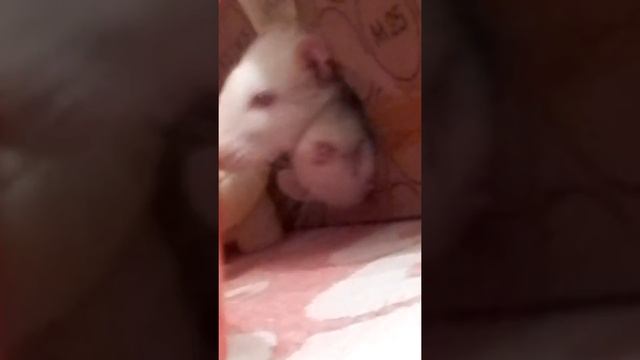 Моё содержание крыс l 1часть смотреть онлайн