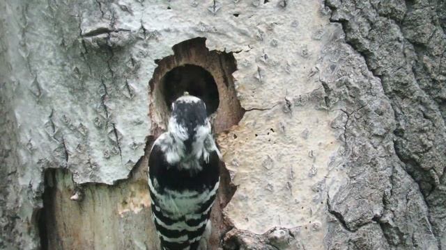 Дупло малого пестрого дятла с птенцами, Hollow of lesser spotted woodpecker смотреть онлайн