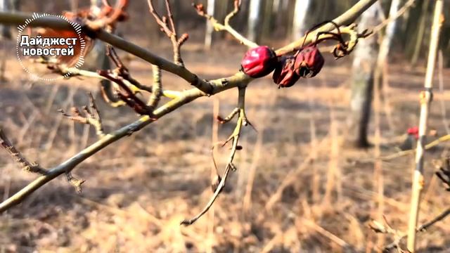 Дела П. очень плохи. смотреть онлайн