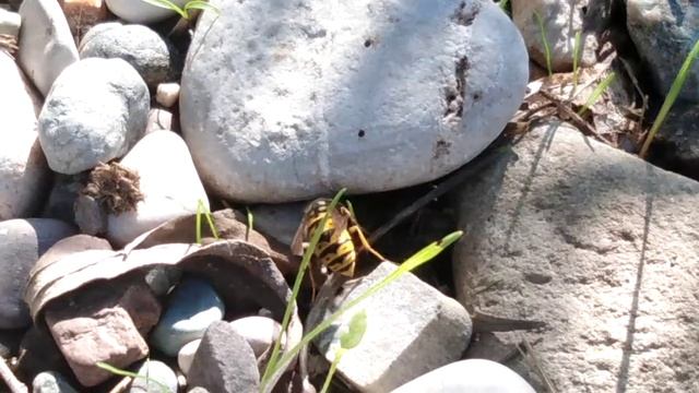 Wasp & bees ДР@KA Осы и Пчелы на ферме. Кто сильнее? смотреть онлайн