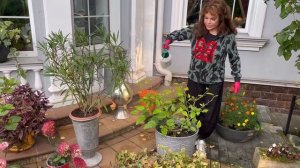 Гибискус. Сосудистое увядание. Грибковое заболевание. Спасаем!