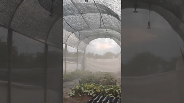 Автоматика на фогеры. Полив рассады туманом.