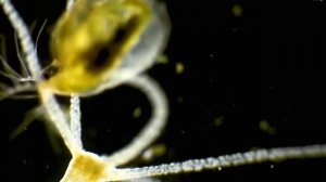 КТО ТАКАЯ ГИДРА В МИКРОМИРЕ? ЧТО ЕСЛИ ОТРУБИТЬ ЕЙ ЩУПАЛЬЦА?