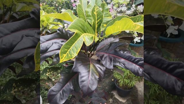 ලස්සන ක්රෝටන් වර්ග / beautiful croton varieties смотреть онлайн