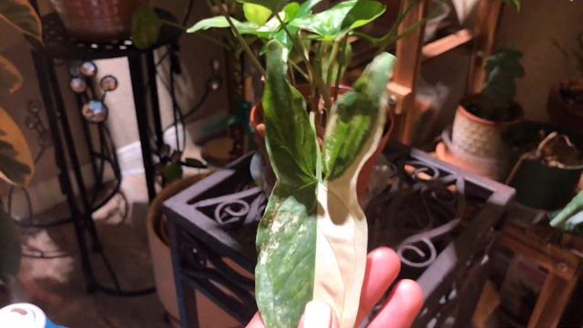 Houseplant Tour смотреть онлайн