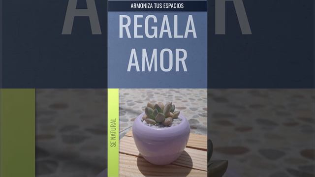 Armoniza tus espacios смотреть онлайн