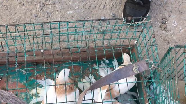 Ярмарка голубей, домашних и декоративных птиц г. Кривой Рог 30.09.2023. Часть 1