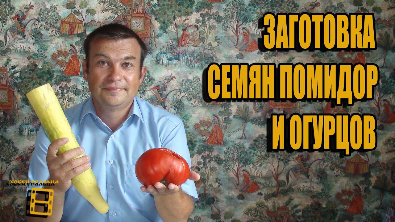 ЗАГОТОВКА СЕМЯН ПОМИДОР И ОГУРЦОВ. СБОР СЕМЯН. САД (ОГОРОД) И ТЕПЛИЦА смотреть онлайн