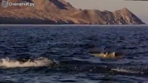 Красивое видео про скатов