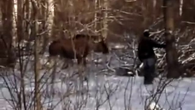 Лось нападает на человека смотреть онлайн