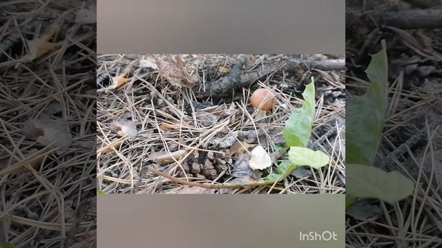 Как найти маслята в лесу смотреть онлайн