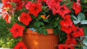 Петуния грандифлора Суперкаскад Ред ? обзор: как сажать, семена петунии Суперкаскад Ред
