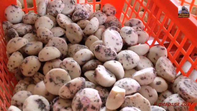 Ташкентский курт смотреть онлайн