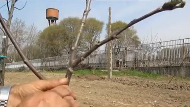 Окулировка Плодовых. Окулировочный нож с двумя лезвиями. (окулировка трубкой). (Италия). смотреть онлайн