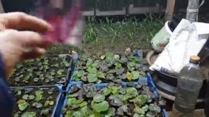 Будлея, Как вырастить будлею из семян. Будлея из семян. Как посеять будлею давида, будлея давида.mp4