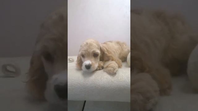 Очаровательный мальчик, американский кокер спаниель смотреть онлайн