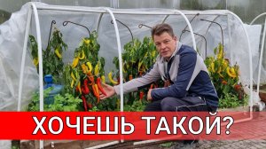 такого урожая перца я даже не мог себе представить ВЫРАЩИВАНИЕ ПЕРЦА В ТУНЕЛЯХ