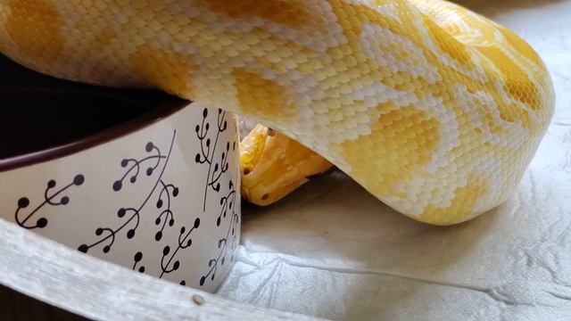 Тигровый питон ужинает. ? смотреть онлайн