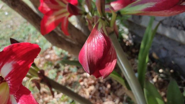 COMO POLINIZAR AMARYLLIS y COMO OBTENER SEMILLAS DE AMARYLLIS смотреть онлайн