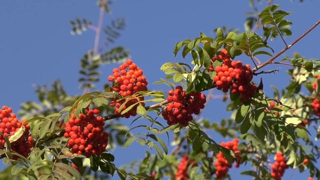 25 мая 2022 Святитель Епифаний. Епифанов день. Рябиновка. Приметы. смотреть онлайн