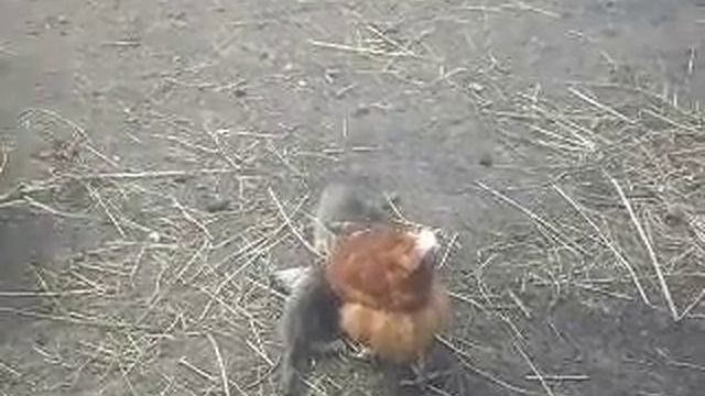Котята против Кур смотреть онлайн