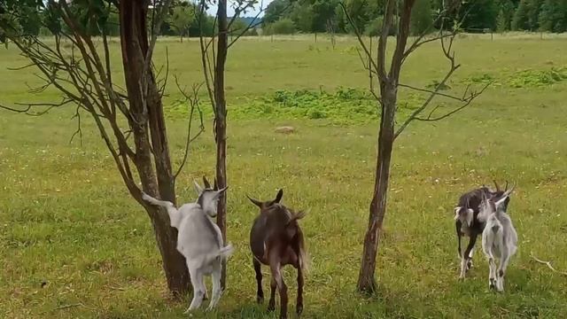 моё хозяйство/звери едят траву/выпас смотреть онлайн