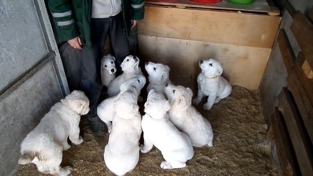 Щенки алабая учат команду "сидеть" смотреть онлайн