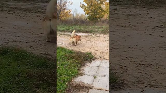 Я гуляю собаку или корги Бильбо выгуливает меня? смотреть онлайн