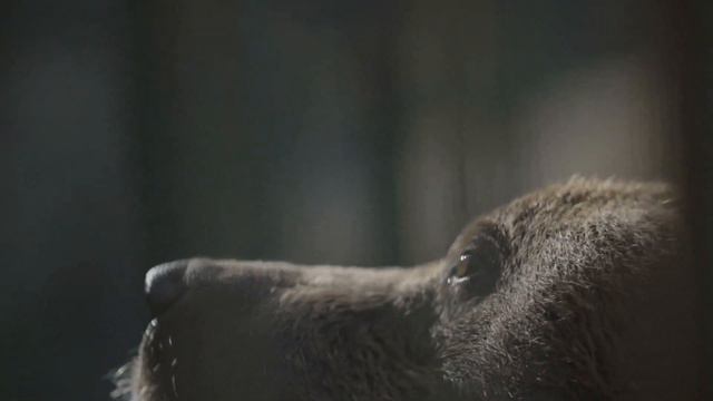This Woman’s Best Friend Is A Bear – But One Day The Bear Does Something Unexpected смотреть онлайн