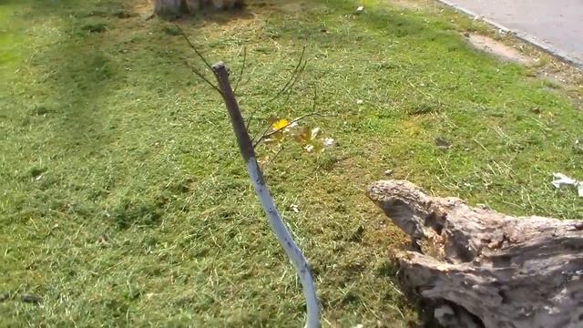 Маленькие деревья как детки, возле взрослых. Улицы города смотреть онлайн
