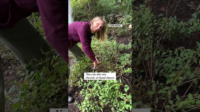 Spirea Pruning: When & How смотреть онлайн