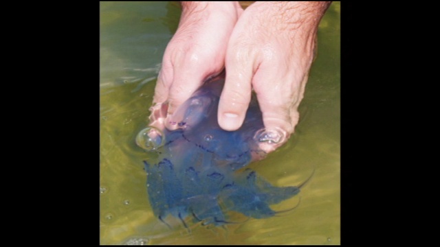 Рак  - герпес - медузы - сенсациенное  открытие!