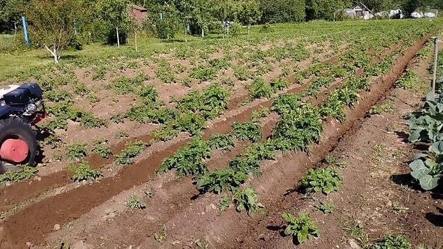 Мотоблок МТЗ с двигателем Weima 13, 10 июня 2023 г.Второе окучивание смотреть онлайн