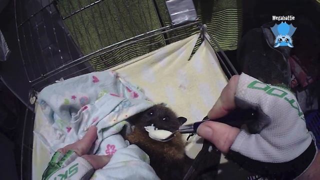 Bat who was attacked by dogs: this is Carrie part 5 смотреть онлайн