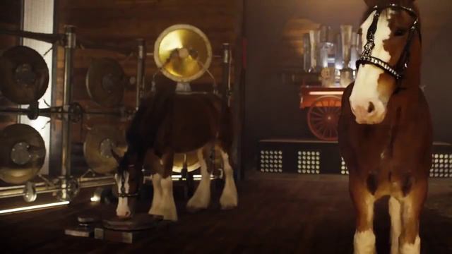 ЛОШАДИ ИГРАЮТ РОК смотреть онлайн