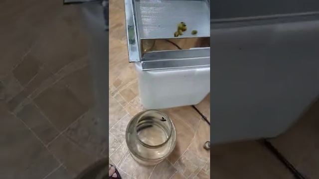 выращивание пиявок дома. Получаем нитчатку. смотреть онлайн